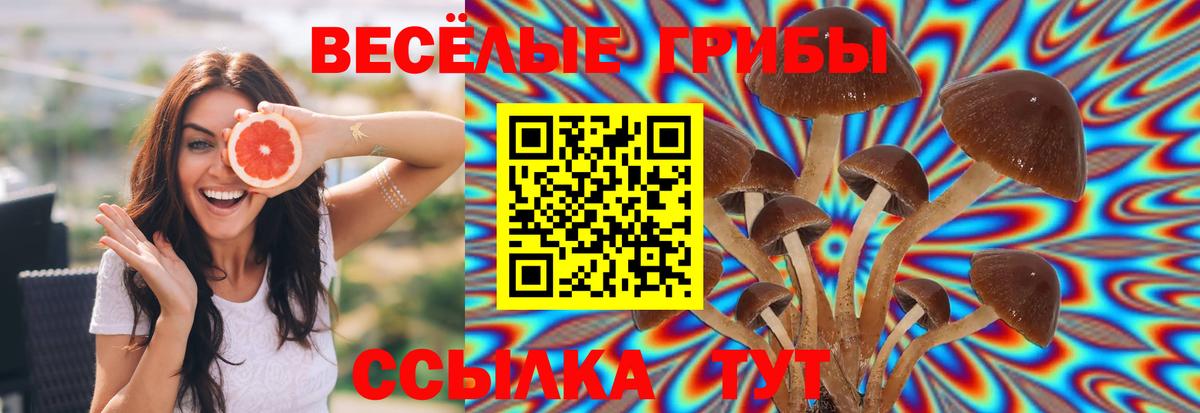 Псилоцибиновые грибы GOLDEN TEACHER Кизилюрт